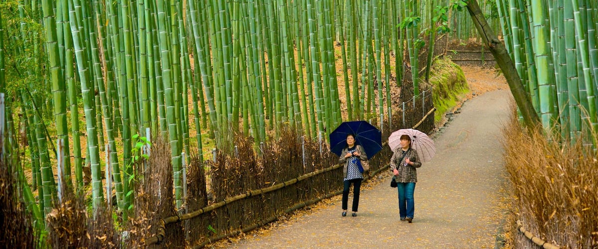 Kioto que incluye un jardín, escenas forestales y senderismo o caminata