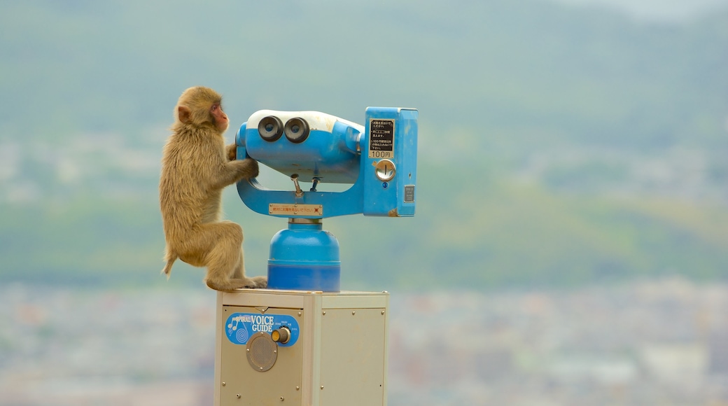 Arashiyama Monkey Park showing views, a park and an observatory