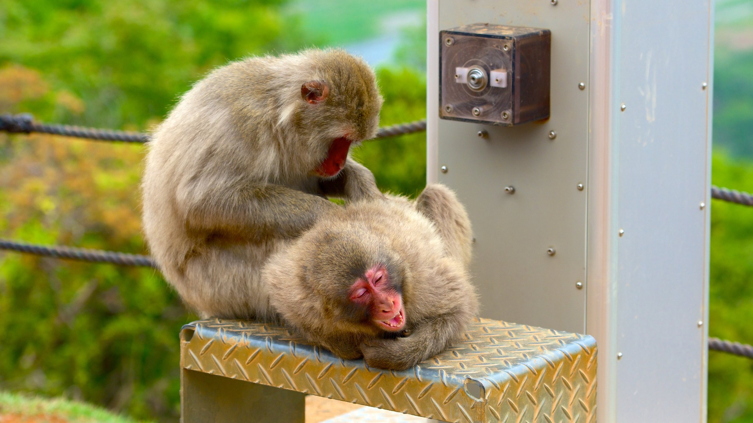 Swinging into Monkey Day - The Houston Zoo