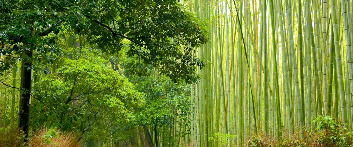 Kyoto featuring forest scenes, a garden and landscape views