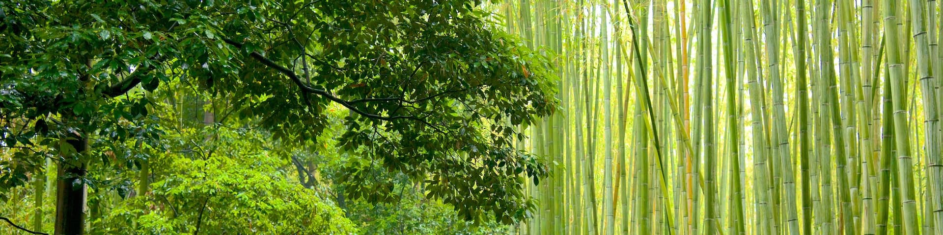Kyōto featuring a garden, forest scenes and landscape views
