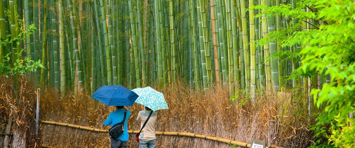 京都 表示 森林の風景, 自然の風景 と 農地