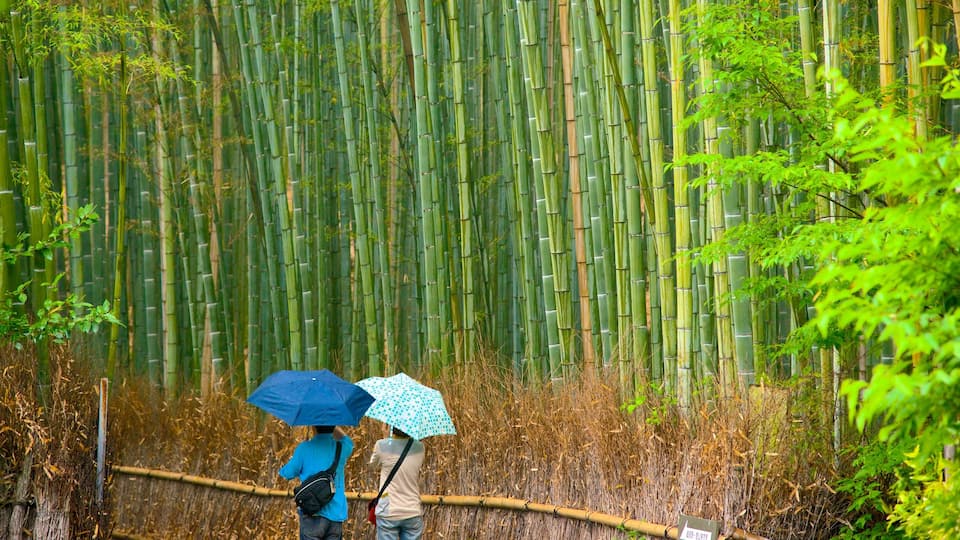 Kioto ofreciendo bosques, vistas panorámicas y tierra de cultivo