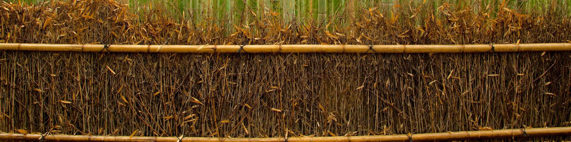 Kyoto showing forest scenes