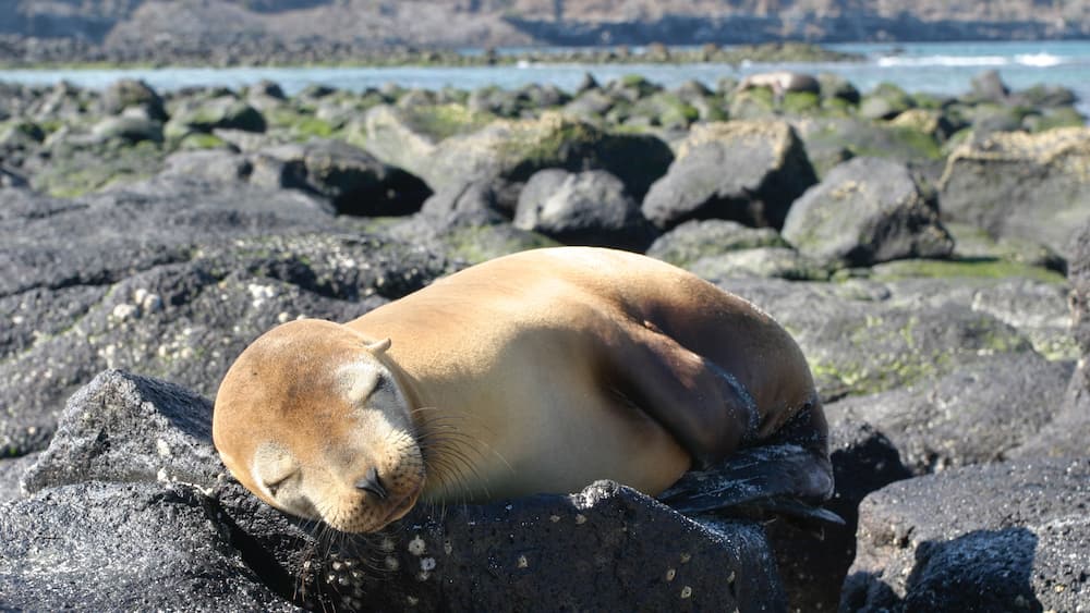 Ecuador mit einem Landtiere und Meeresbewohner