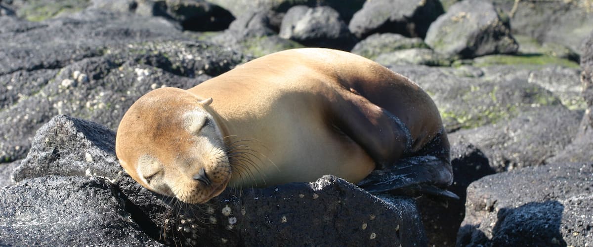 Ecuador joka esittää merielämä ja maaeläimet