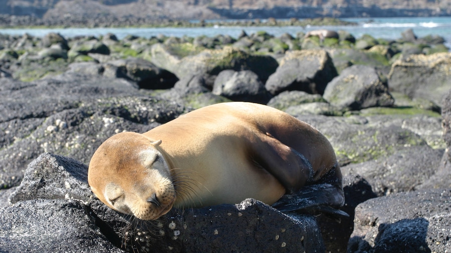 Ecuador mostrando animales terrestres y vida marina