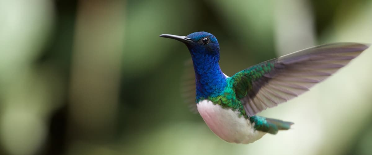 Quito featuring bird life