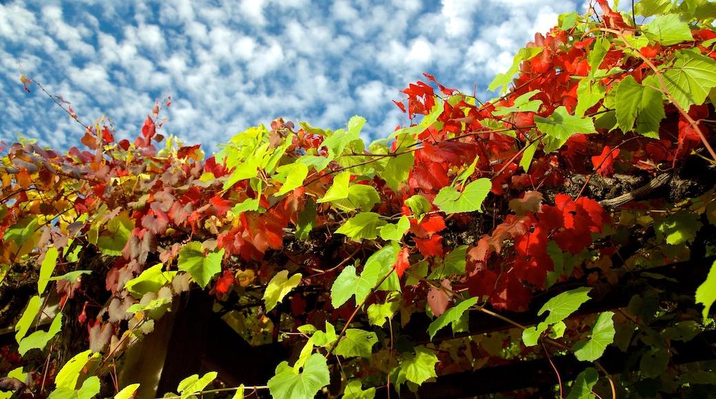 Yalumba Wines vingård