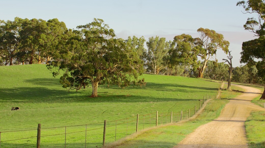 Barossa Valley fasiliteter samt åkre og landskap