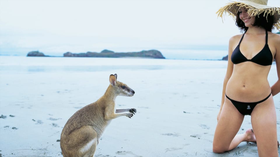 Mackay ofreciendo animales domésticos y una playa de arena y también una mujer