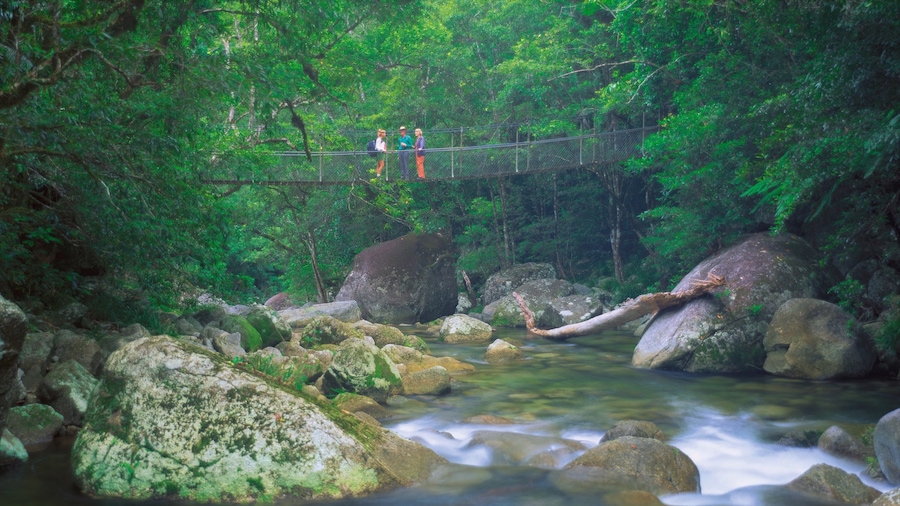 Daintree - Cape Tribulation toont bos, hiken of wandelen en een rivier of beek