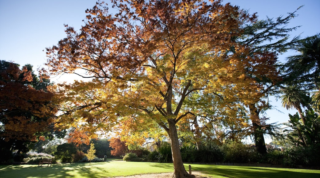 Albury que incluye jardín y colores de otoño