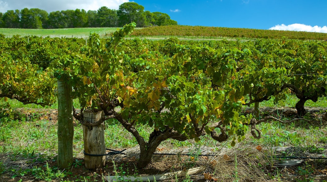 Seppeltsfield caratteristiche di terreno coltivato, paesaggi rilassanti e vista del paesaggio