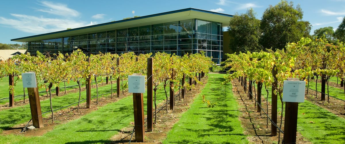 Jacob\'s Creek Vineyards showing farmland