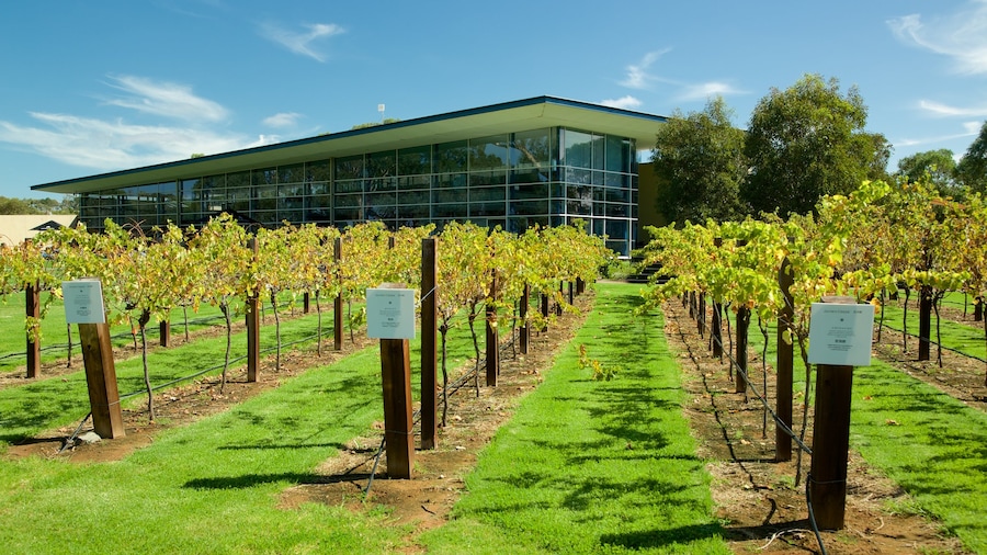 Jacob\'s Creek Vineyards som viser landbrugsområde