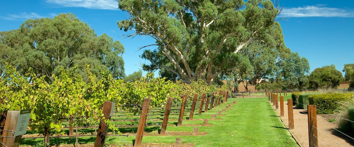 Jacob\'s Creek Vineyards