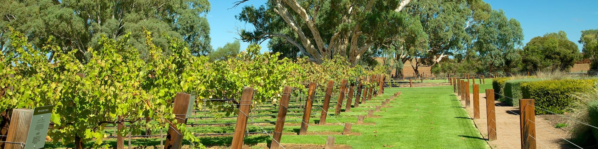 Jacob\'s Creek Vineyards