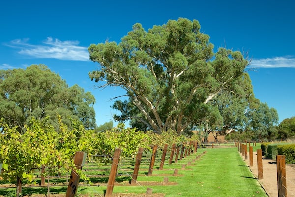 Vignobles Jacob\'s Creek