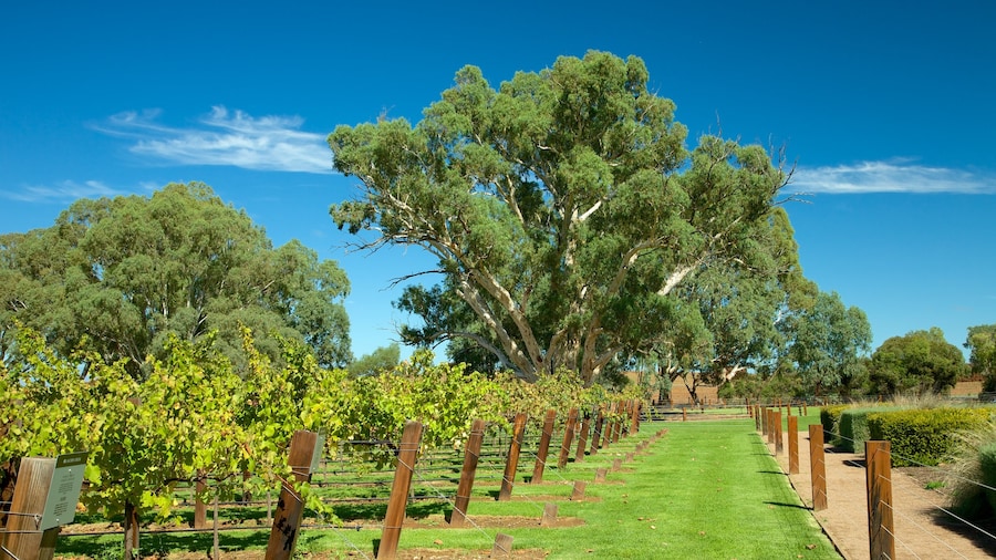 Vignobles Jacob\'s Creek