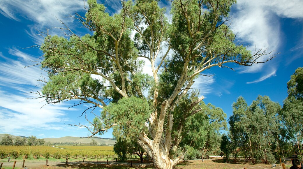 Jacob\'s Creek Vineyards showing farmland