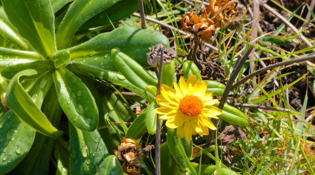 Fingal Head que inclui flores silvestres