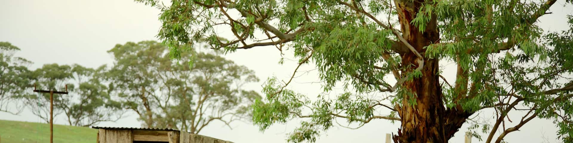 Barossa Valley which includes farmland and bird life