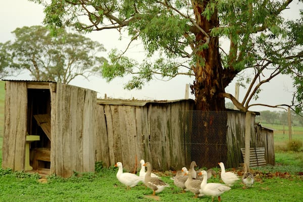 Barossa Valley which includes farmland and bird life