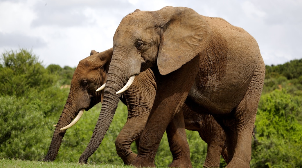 Addo Elephant National Park caratteristiche di animali di terra