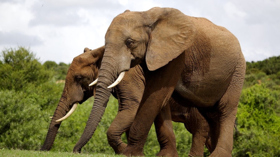 Addo Elephant National Park bevat landdieren