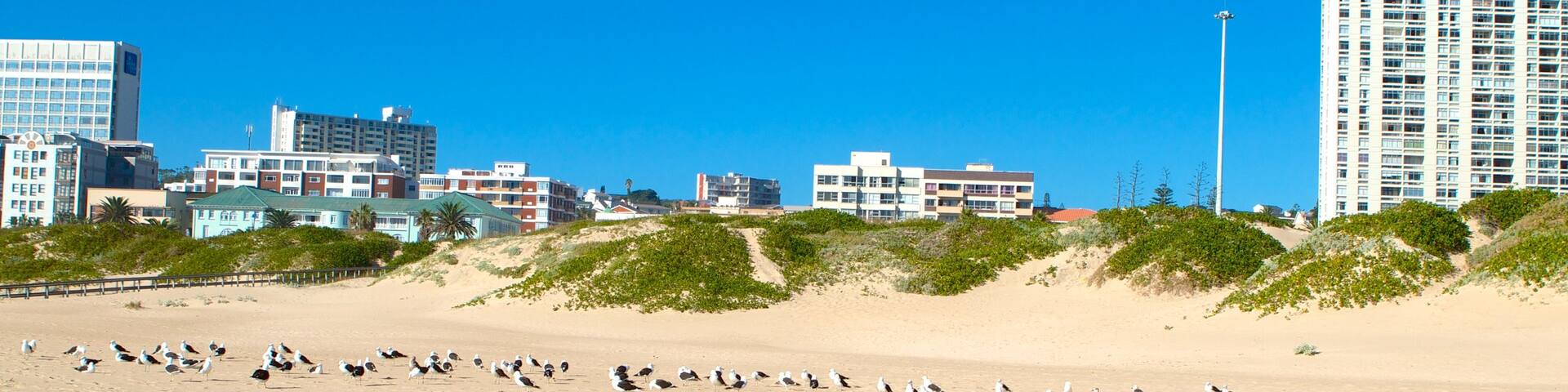 King\'s Beach which includes bird life, a city and a coastal town