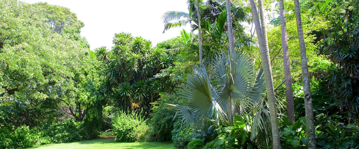 Jardins botaniques de Durban montrant jardin et panoramas