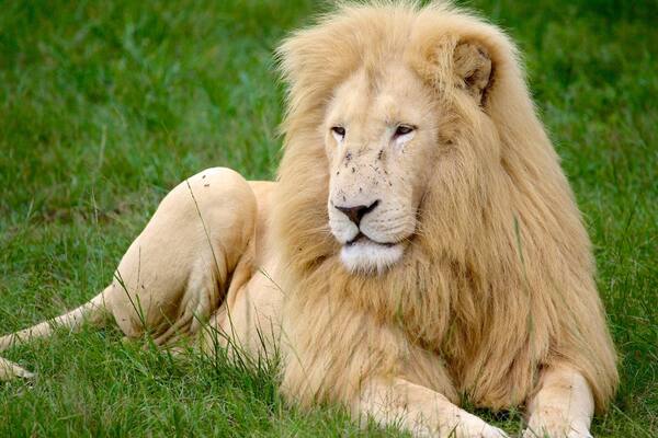 Lion Park featuring dangerous animals and zoo animals
