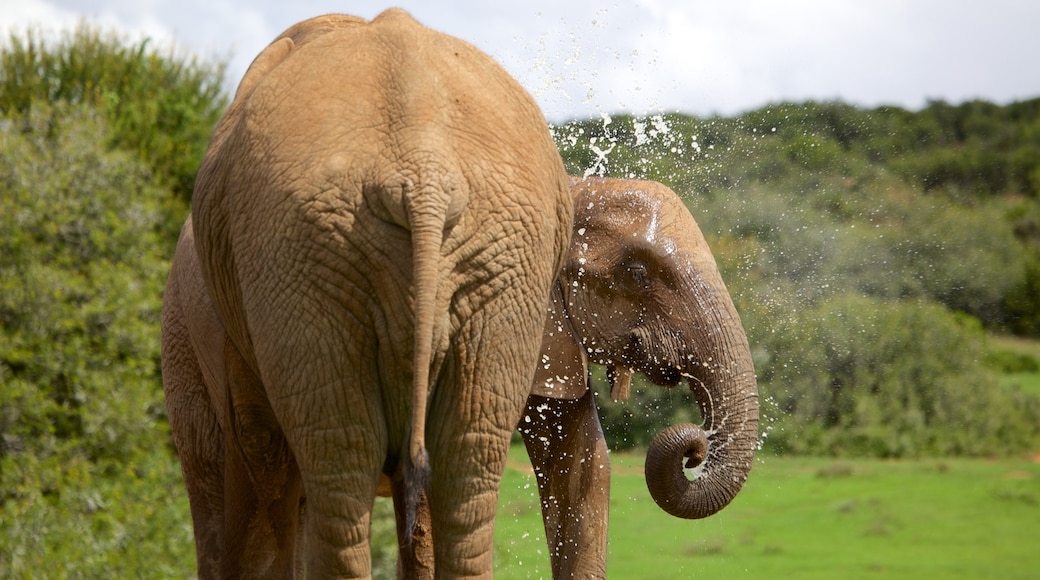 Addo Elephant National Park que inclui animais terrestres