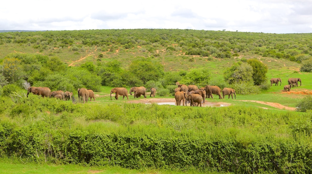 Addo Elephant National Park mostrando vista del paesaggio e animali di terra