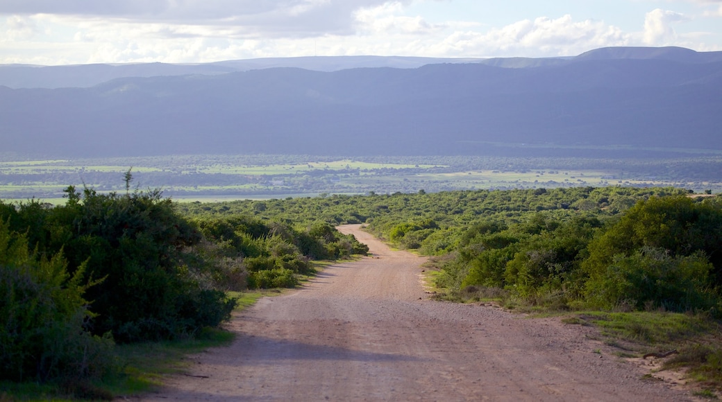 Addo Elephant National Park showing landscape views