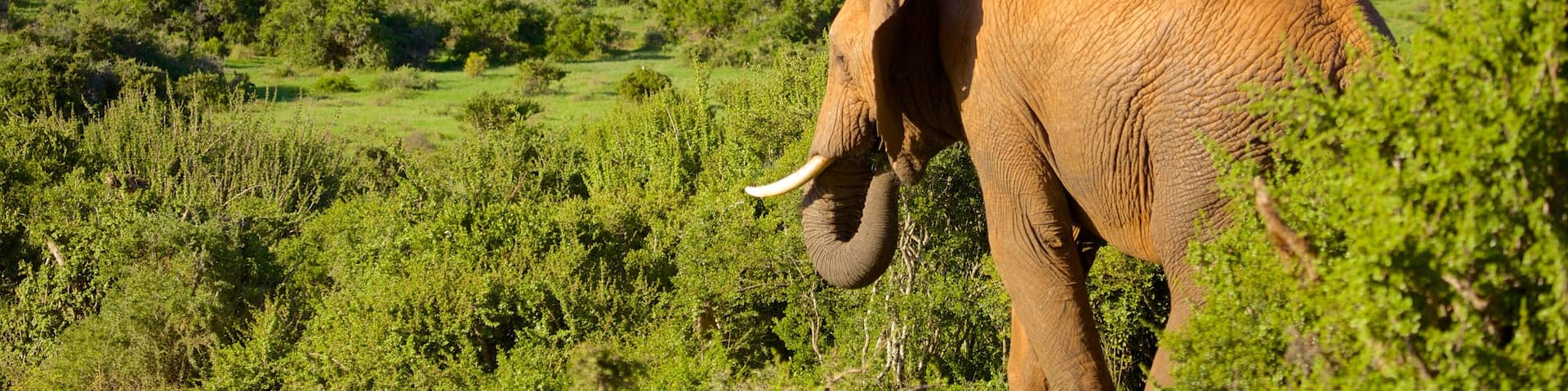 Addo Elephant National Park showing landscape views, forests and land animals