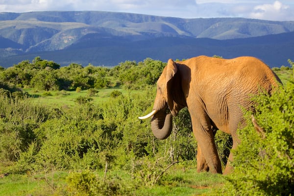 Addo Elephant National Park das einen Wälder, Berge und Landschaften
