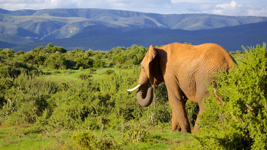 Addo Elephant National Park featuring land animals, mountains and forest scenes