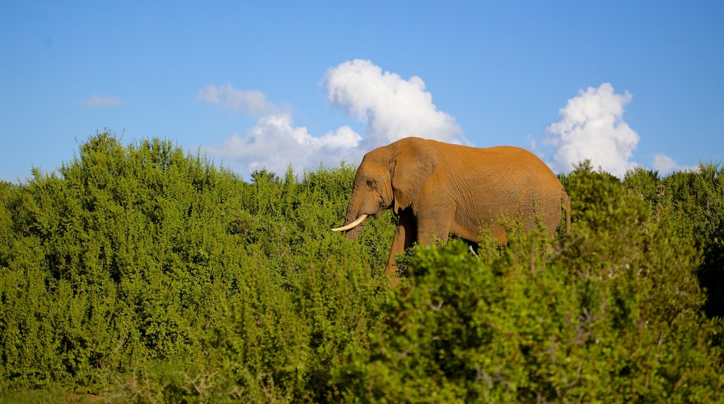 Addo Elephant National Park which includes land animals