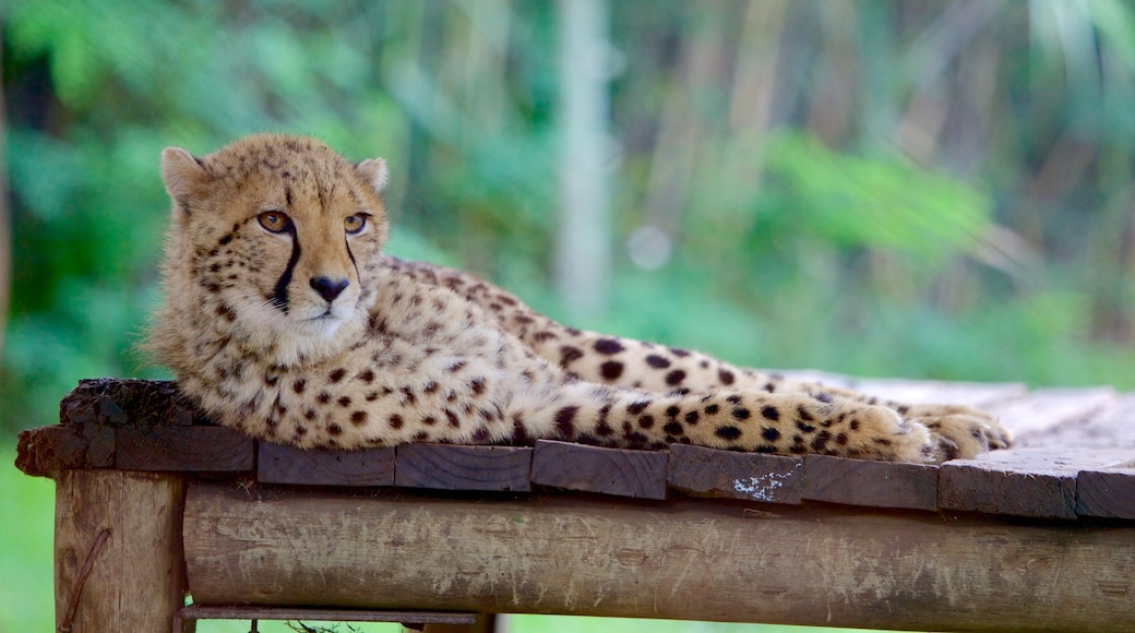 Parque Lion mostrando animais de zoológico e animais perigosos