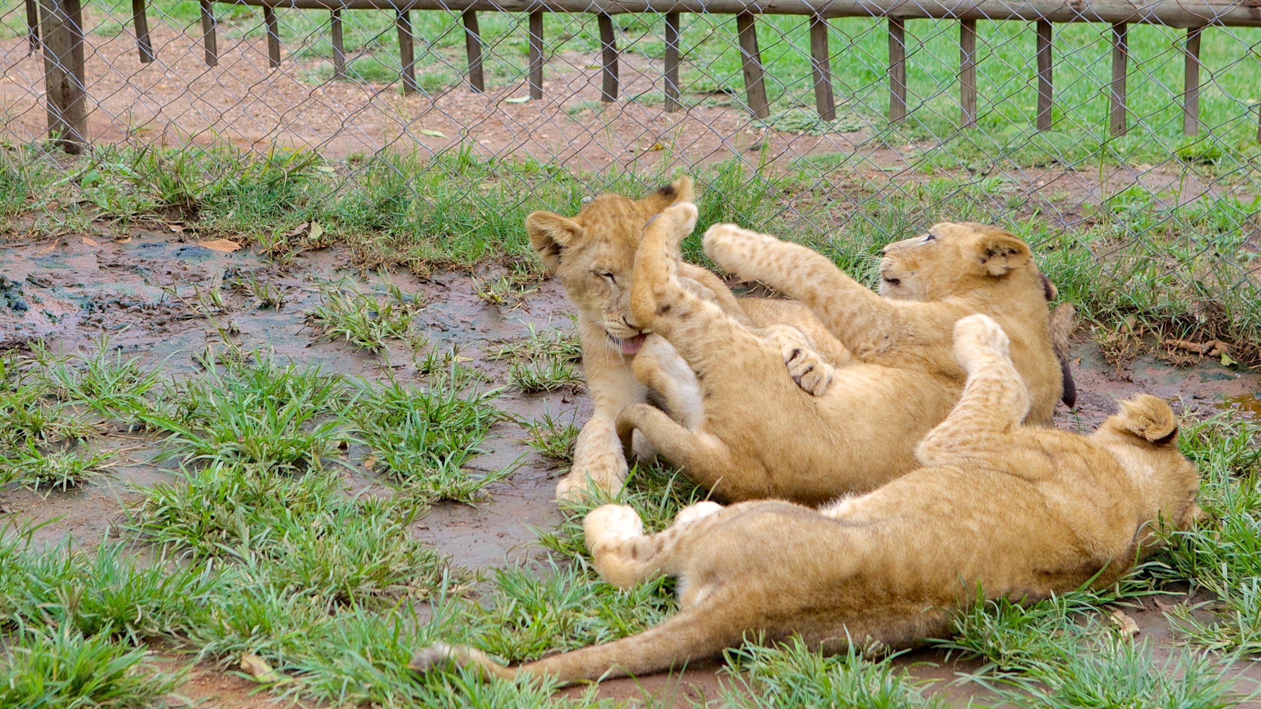 ライオン パーク ヨハネスブルグ エクスペディア