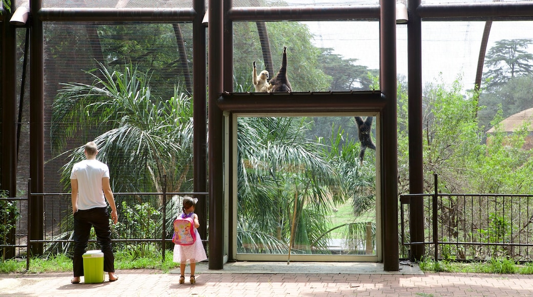 Dierentuin van Johannesburg bevat dierentuindieren en schattige dieren en ook een gezin