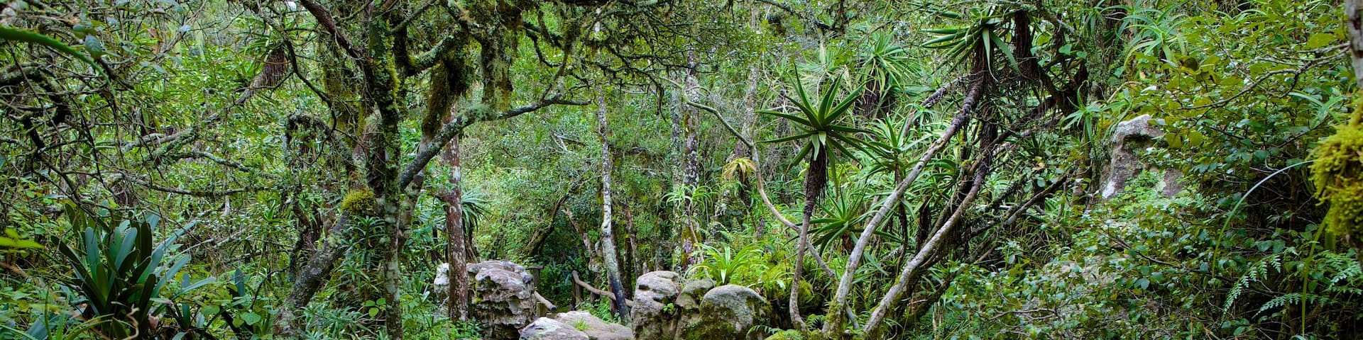 God\'s Window featuring rainforest