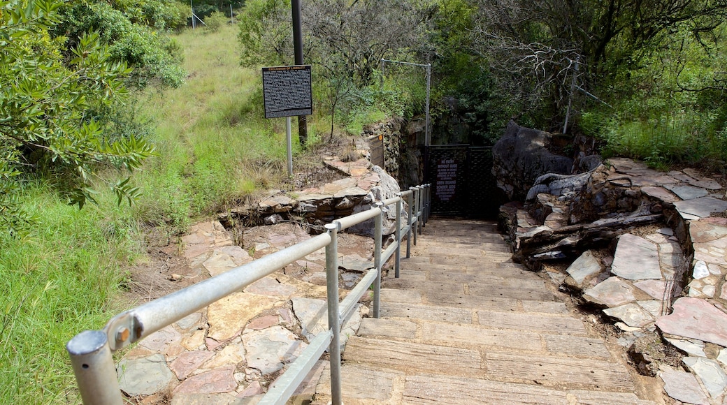 Sterkfontein Caves featuring signage, caving and caves