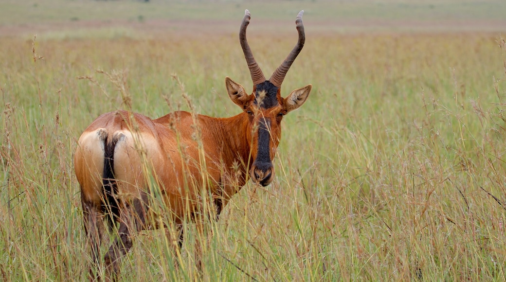 Reserva Natural Rietvlei que incluye animales terrestres