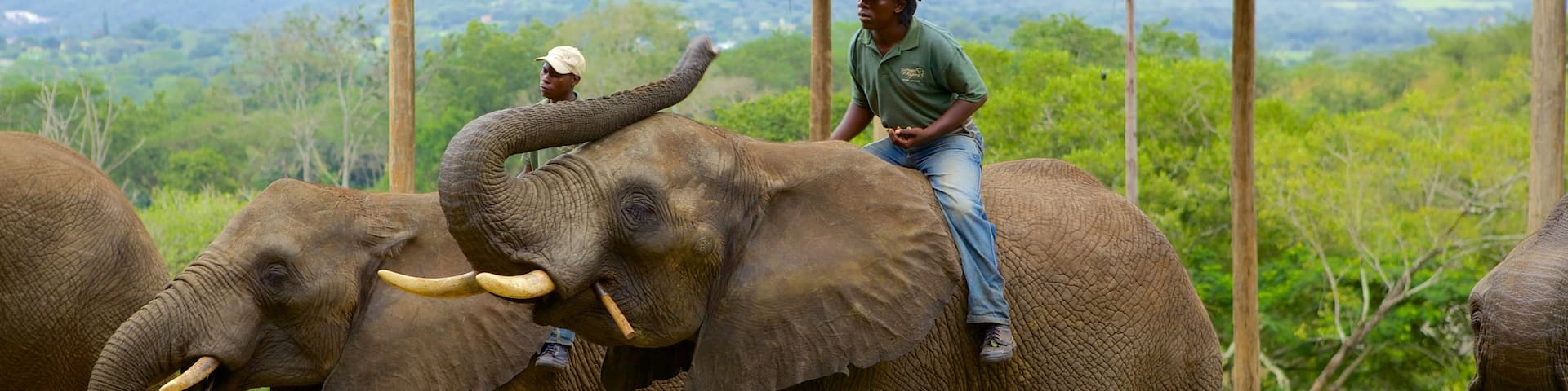 エレファント ウィスパーズ フィーチャー 動物園の動物, 陸生動物 と 公園