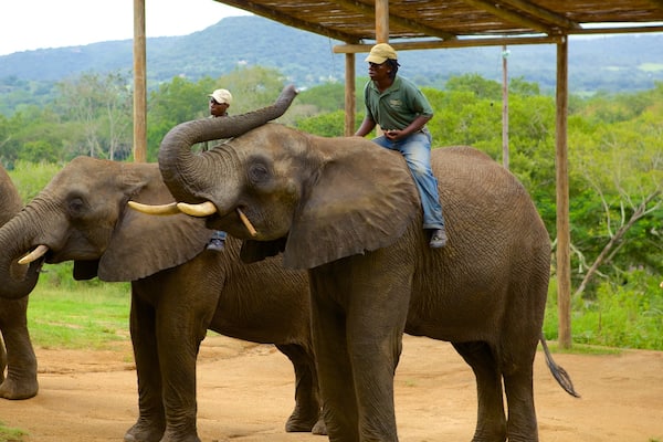 エレファント ウィスパーズ フィーチャー 動物園の動物, 陸生動物 と 公園