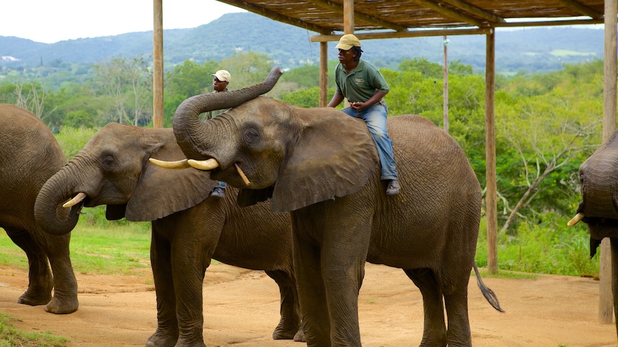 Elephant Whispers which includes land animals, zoo animals and a garden