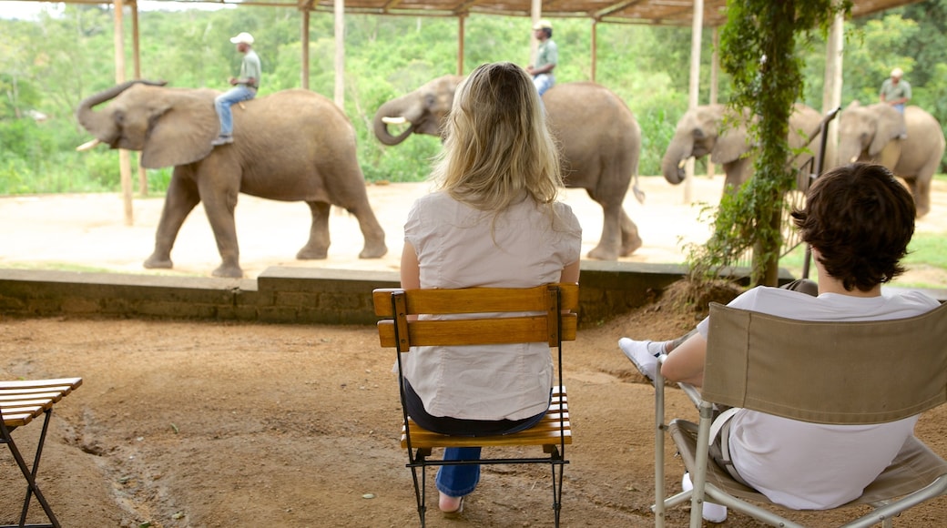 Elephant Whispers che include animali da zoo e animali di terra